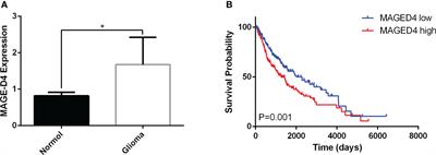 Combined treatment with epigenetic agents enhances anti-tumor activity of MAGE-D4 peptide-specific T cells by upregulating the MAGE-D4 expression in glioma